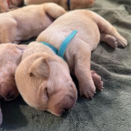 Ocean - Yellow male Labrador Retriever puppy in Rock Hill, South Carolina from North Star Retrievers