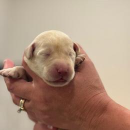 1st Pick Yellow Male - Yellow male Labrador Retriever puppy in Winchester, Kentucky from Bourbon Country Retrievers