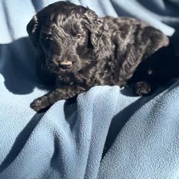 Pecan - Black male Labradoodle puppy in Somerset, California from Annie’s Animals