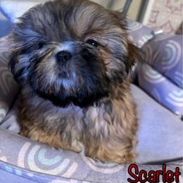 Scarlet - Gold female Shih Tzu puppy in Tacoma, Washington from Alki Stars Shih Tzu