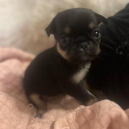 Addie,name TBD Black and tan girl - Silver female Pug puppy in Onalaska, Washington from Cupid’s Pugs