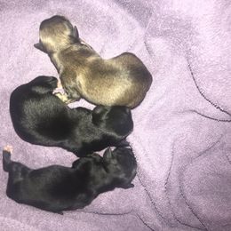 Havanese Puppies from Selah Havanese