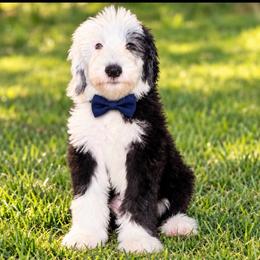 Navy collar male - Black and white male Sheepadoodle puppy in Mesa, Arizona from Desert Sheepies and Doodles