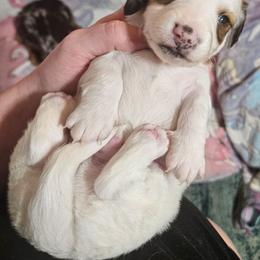 CKC Red piebald boy - Piebald male Dachshund puppy in Springdale, Washington from TNT MINI DACHSHUNDS
