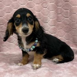 Anna - Black and tan female Dachshund puppy in Lincoln, Arkansas from Red Dirt Dachshunds
