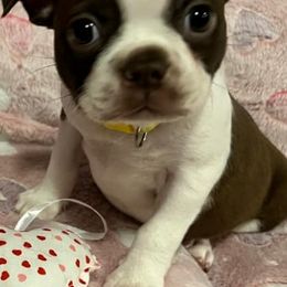 Boston Terrier Puppies from Heather's Boston Babies