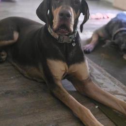 Great Dane puppies from Southern Barron Danes & Dachshunds