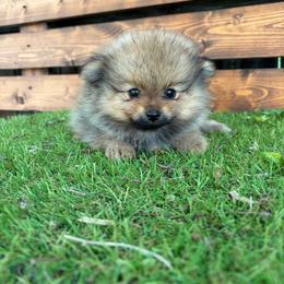 Boy 3 - Red sable male Pomeranian puppy in San Antonio, Texas from San Antonio Pomeranian