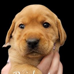 Bridget - Yellow female Labrador Retriever puppy in Sidney, Nebraska from Nebraska Strong Labradors