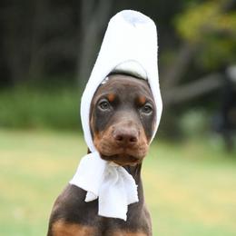 Major - Red and rust male Doberman Pinscher puppy in Overton, Texas from Obsidian Kennel