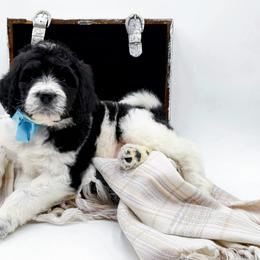 Oreo - Black and white male Bernedoodle puppy in North Carolina from NC Doodle Puppies