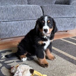 Red Girl - Black rust and white female Bernese Mountain Dog puppy in Bayard, Nebraska from Colson Kennels