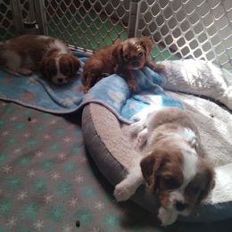 Boy 2 - Cavalier King Charles Spaniel puppy from Grace Cavalier Kingdom