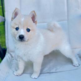 Blanche - White female Pomsky puppy in Michigan from Blue Water Pomskies