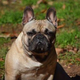 Evie - French Bulldog