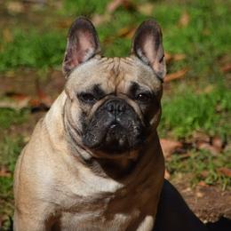 Evie - French Bulldog