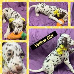 Yellow Girl - Liver - Price drop! - White and liver brown Dalmatian puppy in Leavenworth, Kansas from Tally Ho Dalmatians