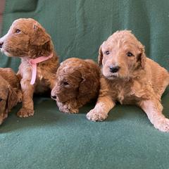 Poodle Puppies from Shab's Standard Poodle