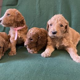 Poodle Puppies from Shab's Standard Poodle