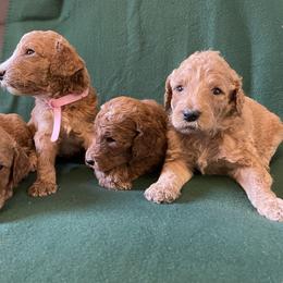 Poodle Puppies from Shab's Standard Poodle