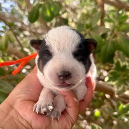 Ollie - Blue speckled male Australian Cattle Dog puppy in Sahuarita, Arizona from A2 Australian Cattle Dogs