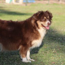 Karma - Miniature American Shepherd