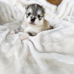 Girl 2 - Silver and white female Pomsky puppy in Yavapai County, Arizona from Pawsh Pomskies