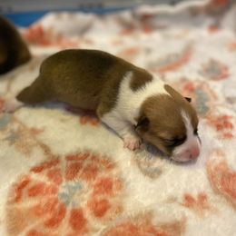 GG Georgia Gunior - Fawn female Pembroke Welsh Corgi puppy in Snellville, Georgia from Laur's Classic Corgis