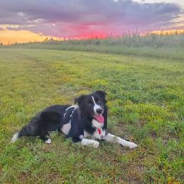 Border Collie All Grown Up from Murphys Farm