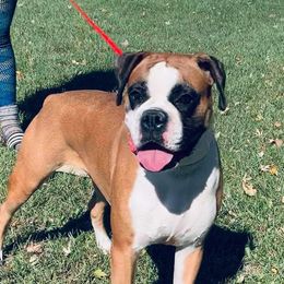 Sunny - Boxer
