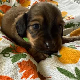 Green Collar Male - Red male Dachshund puppy in Madison, Michigan from Jensen Dobermans and Dachshunds