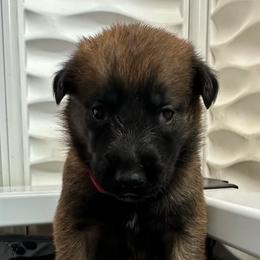 Red - Fawn sable female Belgian Malinois puppy in Ellerbe, North Carolina from Grand Prix Kennel