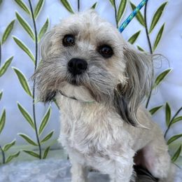 Penelope - Havanese