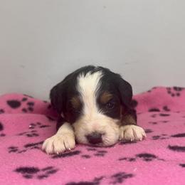 Sophie Girl 1 - Tri-color female Bernedoodle puppy in Russiaville, Indiana from Pleasant Creek Minibernedoodles
