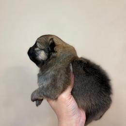 Max - Orange sable male Pomeranian puppy in Phoenix, Arizona from Luxpomz