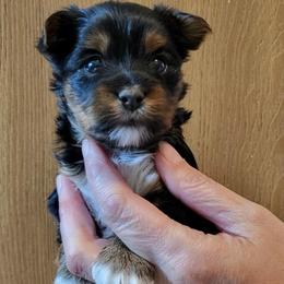 Lola - Black and tan female Yorkshire Terrier puppy in Las Animas, Colorado from CAMDEN Parti Puppies-Colorado Parti Yorkies