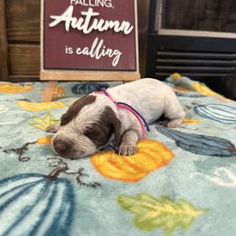 Pink purple - Liver roan female German Shorthaired Pointer puppy in Huntington, Texas from B&B GSP’S