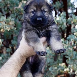 German Shepherd Puppies from Yosemite Shepherds