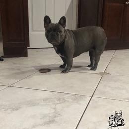 Alexa - French Bulldog