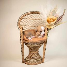 American Corgi and Pembroke Welsh Corgi Puppies from Constellation Corgi