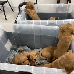 Lt. Blue collar female - Dark golden female Golden Retriever puppy in Yucaipa, California from Blessed Goldens