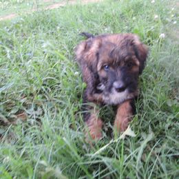 Aussiedoodle, Australian Shepherd, and Poodle Puppies from Kay Kay's Pupper Patch