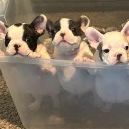 French Bulldog Puppies from Danny's Frenchies