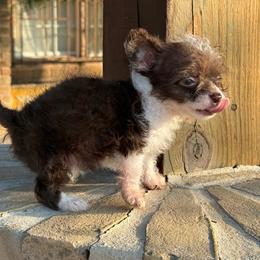 Casper - Chocolate and white male Chihuahua puppy in Laredo, Texas from Texas Nightblooming Hairless Chihuahuas