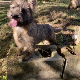 Cairn Terrier Puppies from Cairn Terriers of Heatherridge