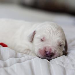 Mr. Red Collar - Light golden male Golden Retriever puppy in Troy, Alabama from Southland Goldens
