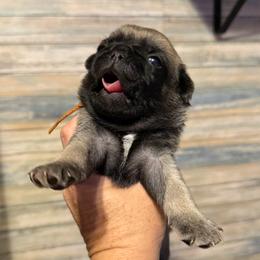 Moe (orange) - Fawn male Pug puppy in Hereford, Arizona from Broken Road Ranch Pugs