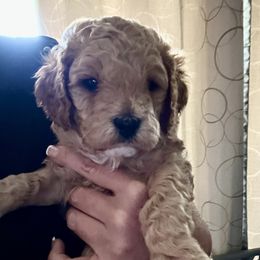 Patriot (orange collar) - Brown male Cavapoo puppy in Modesto, California from Molly n Friends