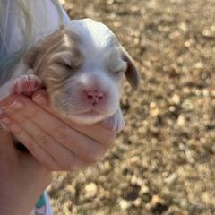 Cavachon, Cavalier King Charles Spaniel, and Cavapoo Puppies from LierChonPoo