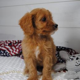 Scarlett - Red female Cavapoo puppy in Mountain Grove, Missouri from Dogwood & Sassafras Companions